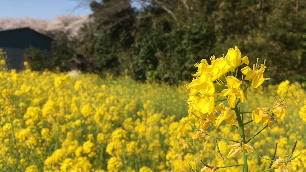 権現堂堤に桜と菜の花を見にソロツーリングしてきた。