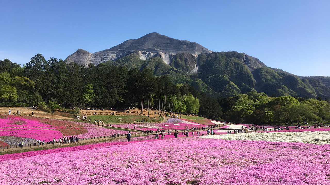 芝桜を観に秩父に行ってきた！　横瀬双子山にもね