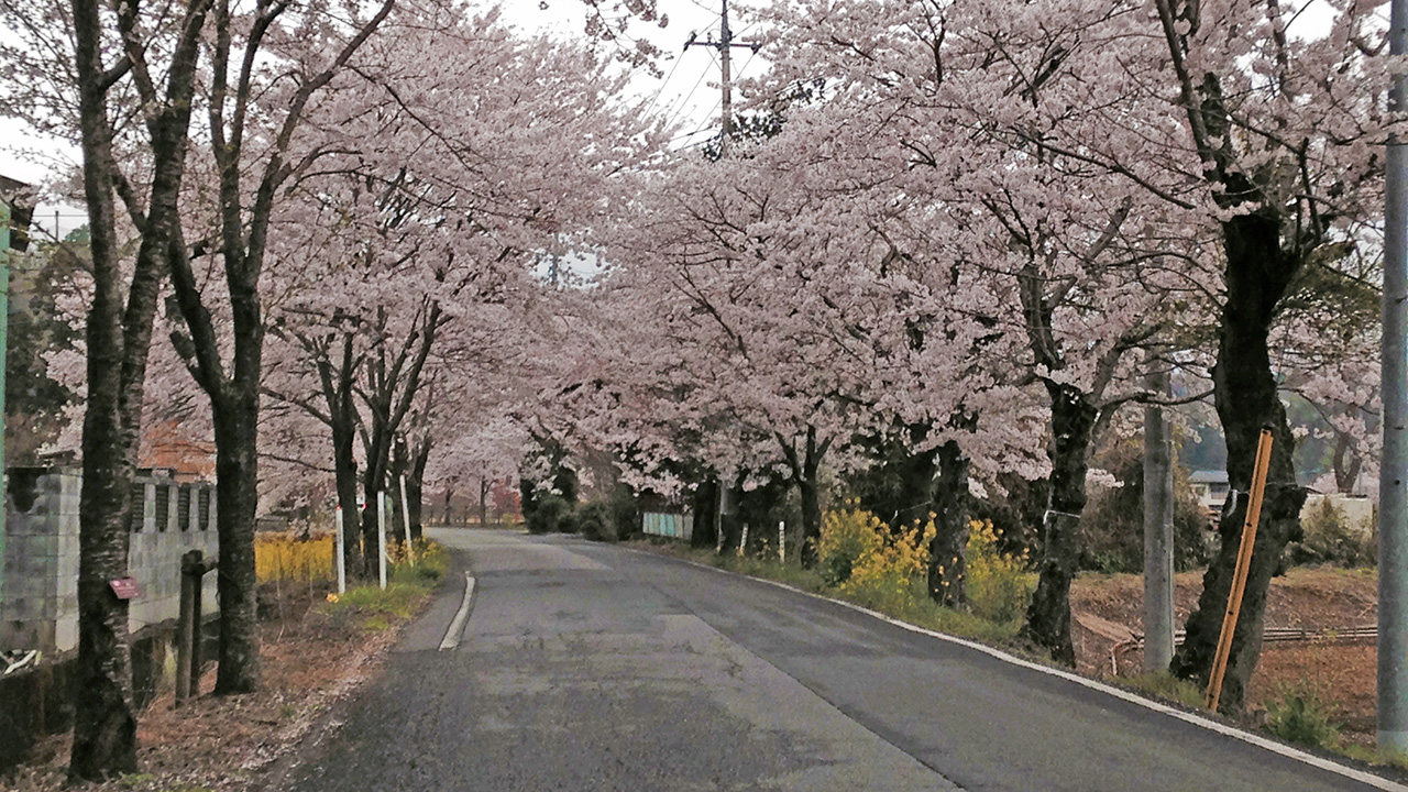 意外と穴場かも？大平山の桜のトンネルへドライブしてきた。