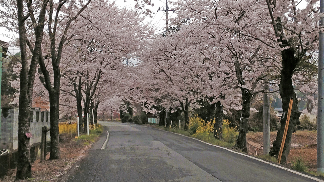 意外と穴場かも?大平山の桜のトンネルへドライブしてきた。