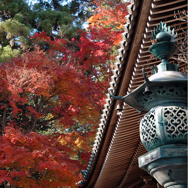 高尾山薬王院紅葉