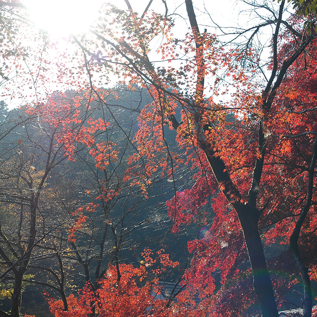 高尾山紅葉