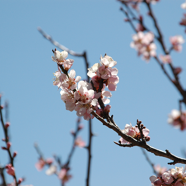 八重桜