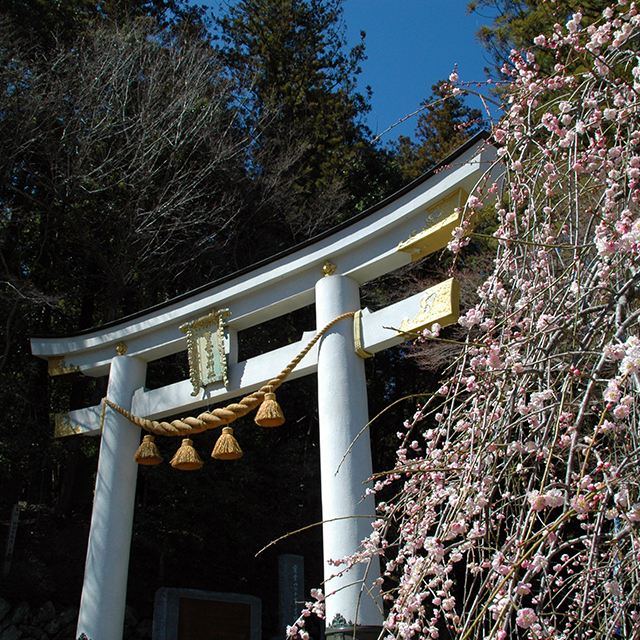 宝登神社と枝垂れ桜