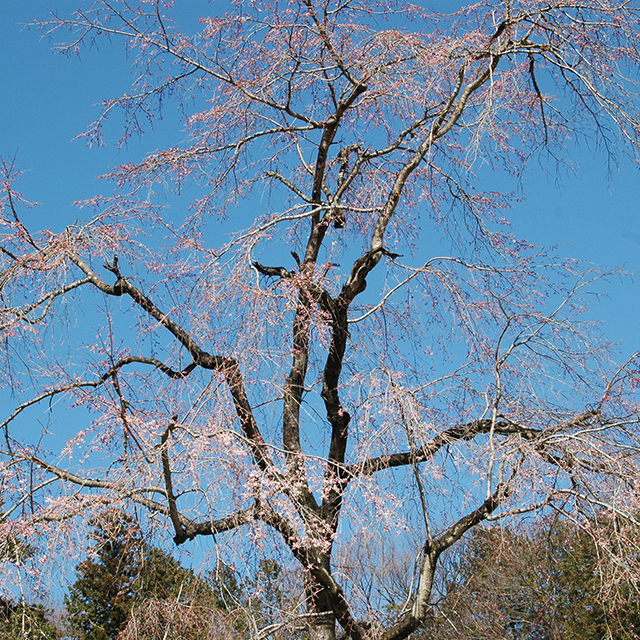 枝垂れ桜