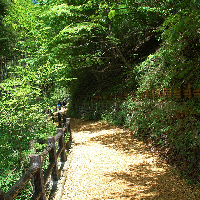 三頭山登山道