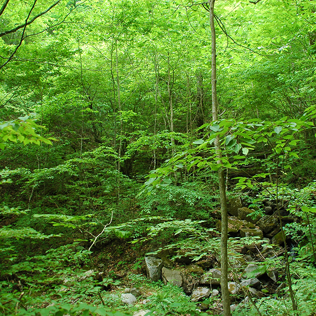 三頭山の新緑
