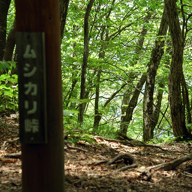 三頭山ムシカリ峠