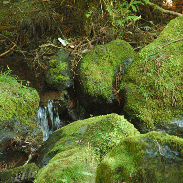棒ノ折山の小川