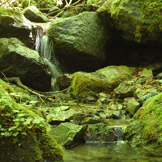 棒ノ折山沢歩き
