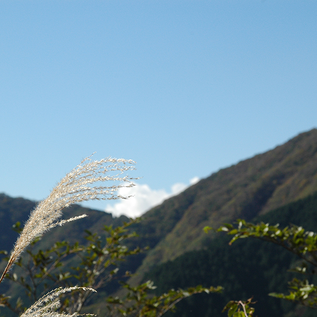 金時山のススキ