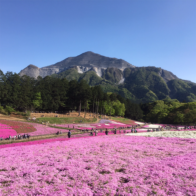 羊山公園　芝桜と武甲山 