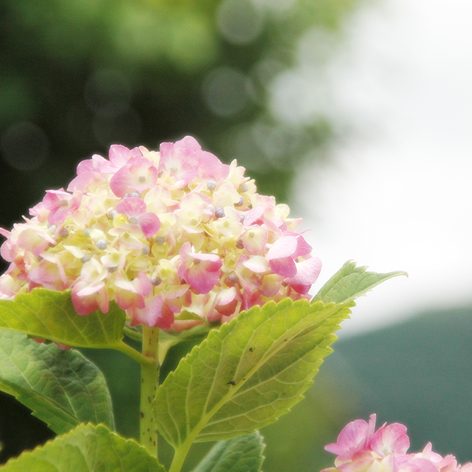 紫陽花
