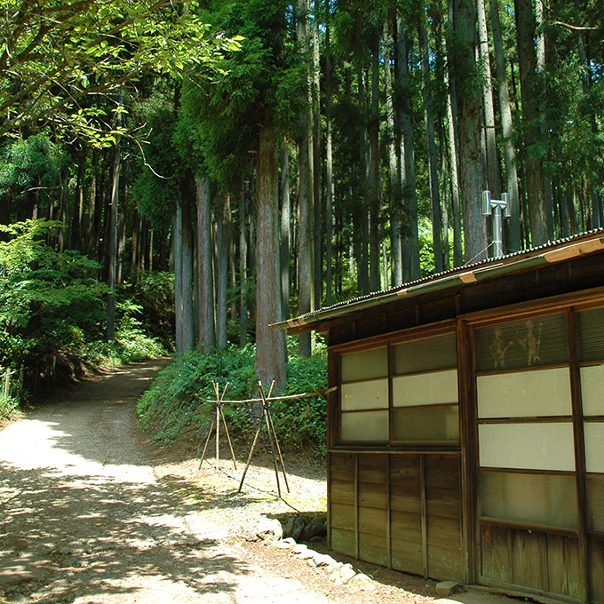 塔ノ岳登山道