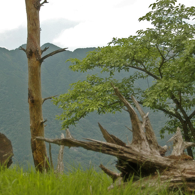 塔ノ岳登山道