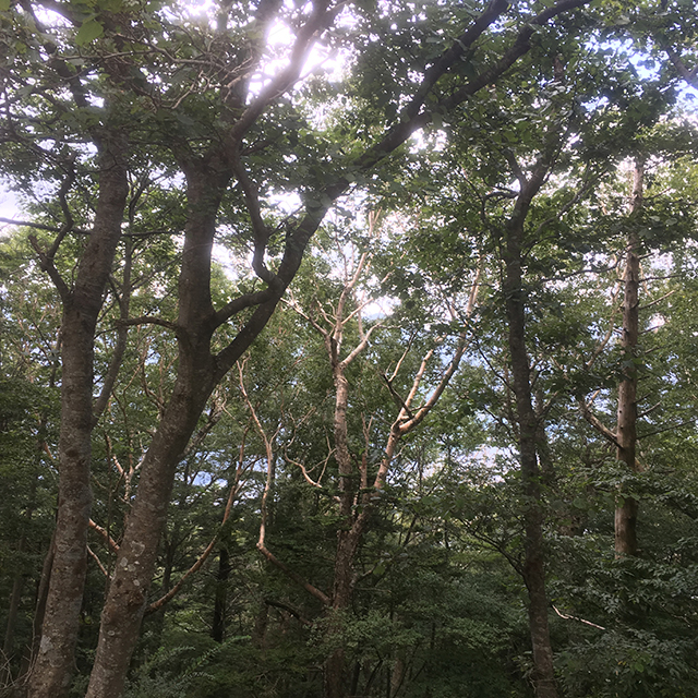 木の性質が変わってきました