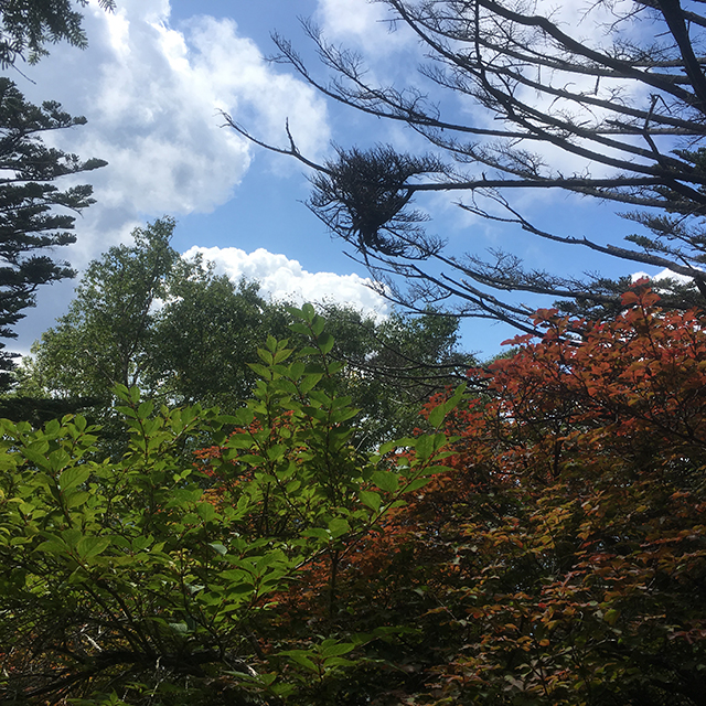 紅葉し始める男体山の木々