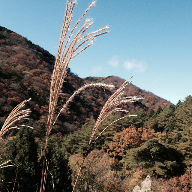 龍王峡駅の紅葉