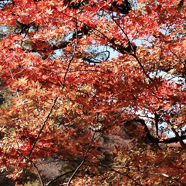 龍王峡の紅葉 