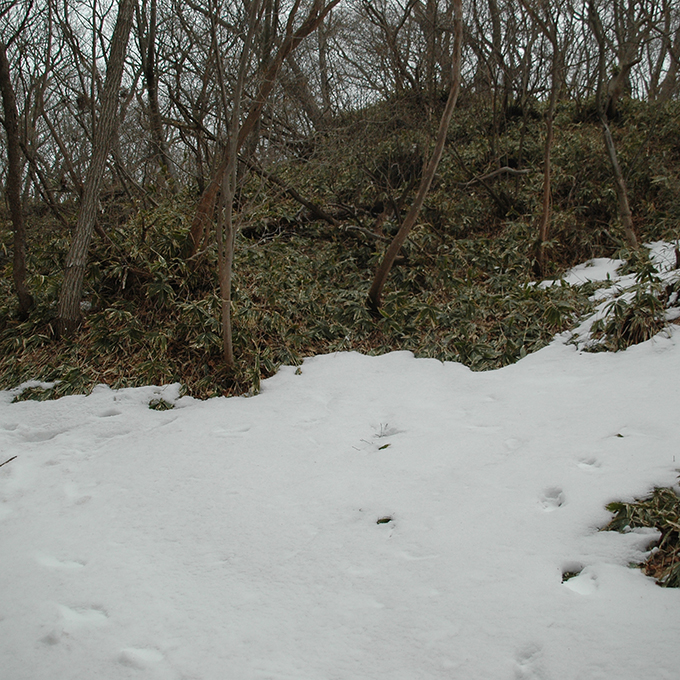 那須展望台への道。残雪残ってるー