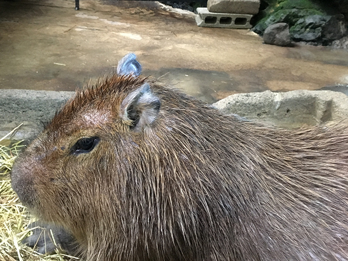 みんな大好きカピパラさん