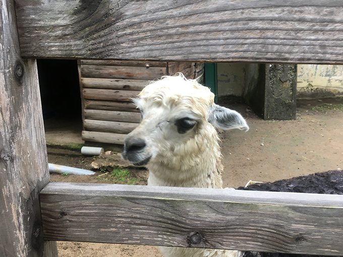 カピパラかぁいい