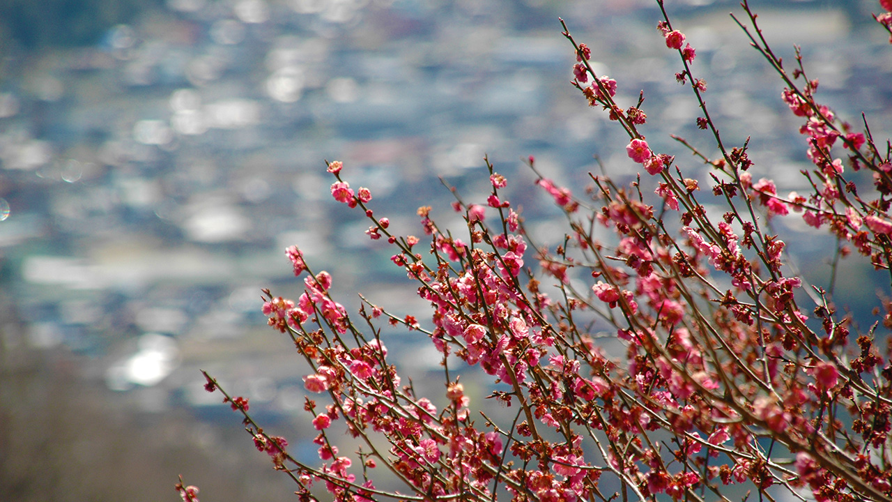 3月下旬に長瀞アルプスロウバイは咲いているのか？