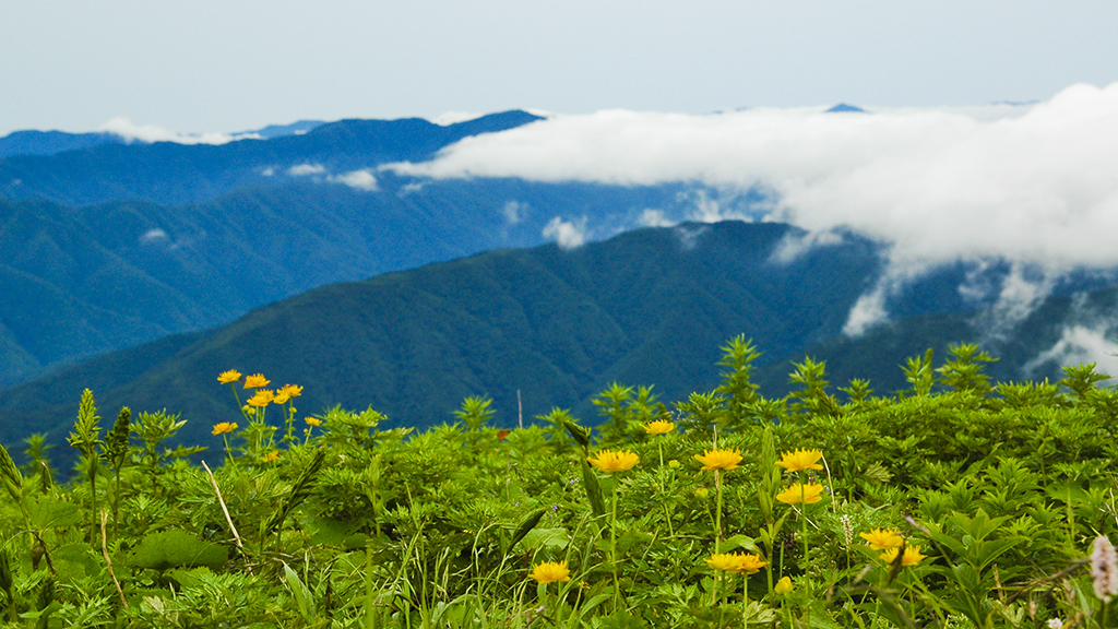 伊吹山から琵琶湖を望む